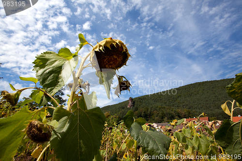 Image of Sunflower Helianthus annuus
