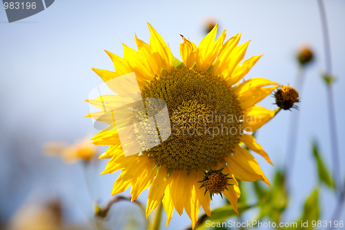 Image of Sunflower Helianthus annuus