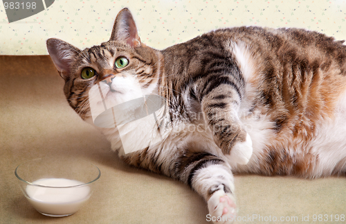 Image of Fat Cat with Milk