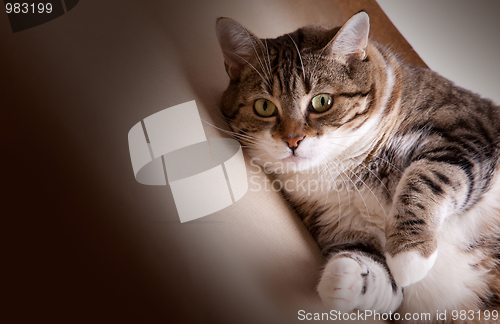 Image of Fat Cat