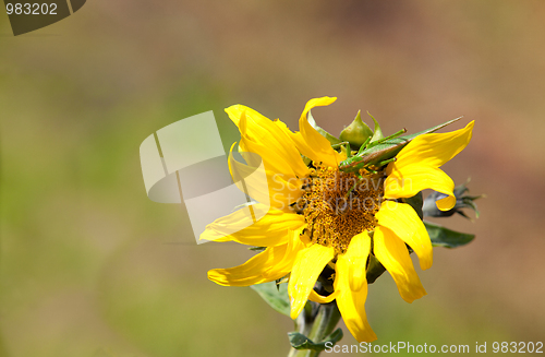 Image of Sunflower Helianthus annuus