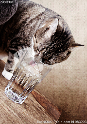 Image of Cat with water