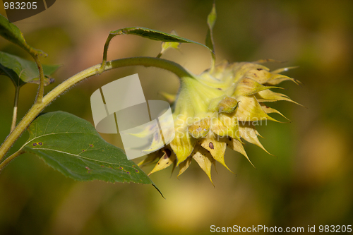 Image of Sunflower Helianthus annuus