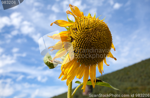 Image of Sunflower Helianthus annuus