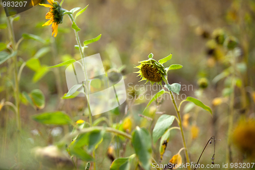 Image of Sunflower Helianthus annuus