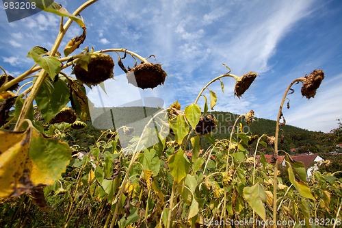 Image of Sunflower Helianthus annuus