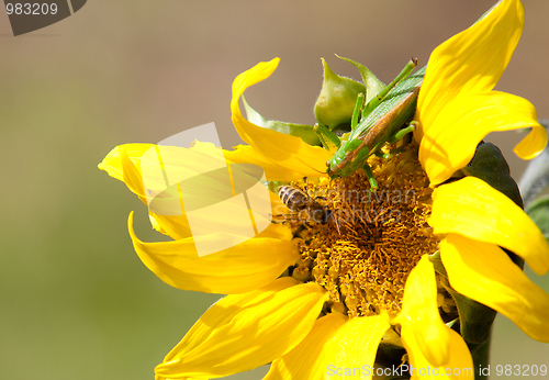 Image of Sunflower Helianthus annuus