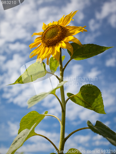 Image of Sunflower Helianthus annuus