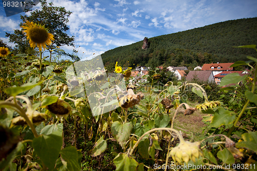 Image of Sunflower Helianthus annuus