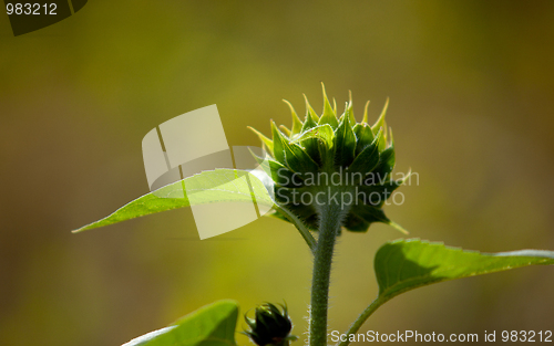 Image of Sunflower Helianthus annuus