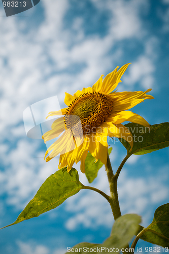 Image of Sunflower Helianthus annuus