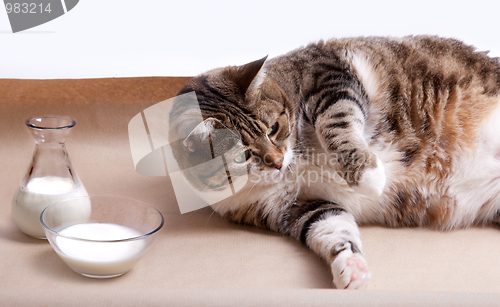 Image of Fat Cat with Milk