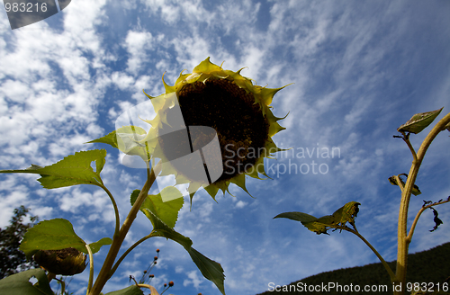 Image of Sunflower Helianthus annuus