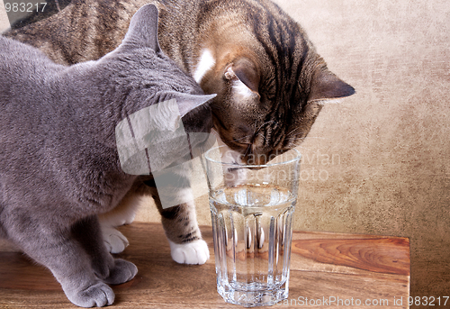 Image of Two cats