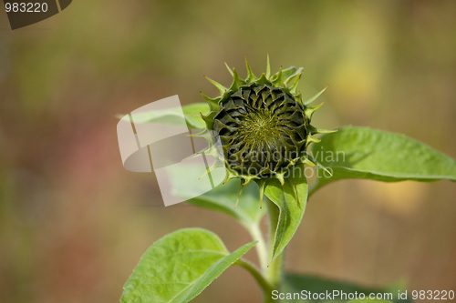 Image of Sunflower Helianthus annuus