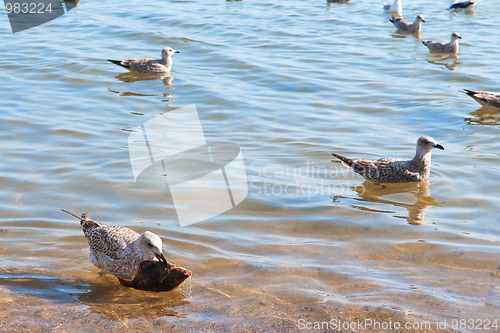 Image of Seagull and fish