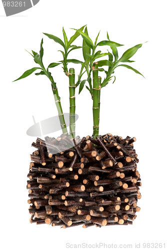 Image of Bamboo