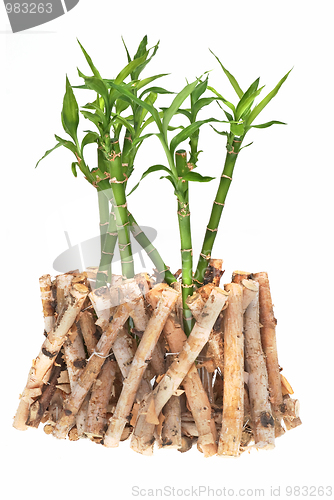 Image of Bamboo