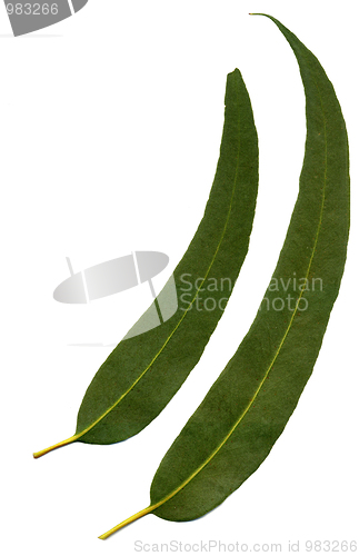Image of Eucalyptus Leaves 