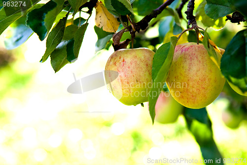 Image of Apple tree