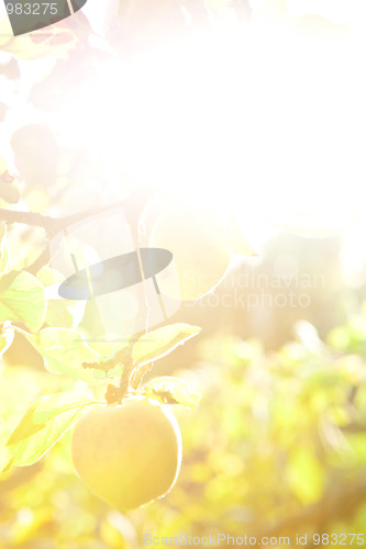 Image of Background apple tree