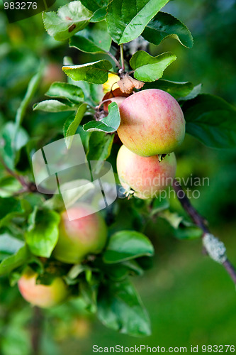 Image of Apple tree