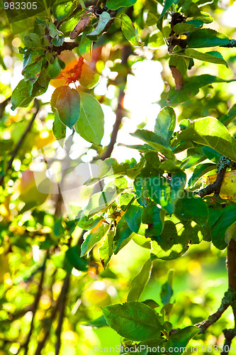 Image of Background apple tree