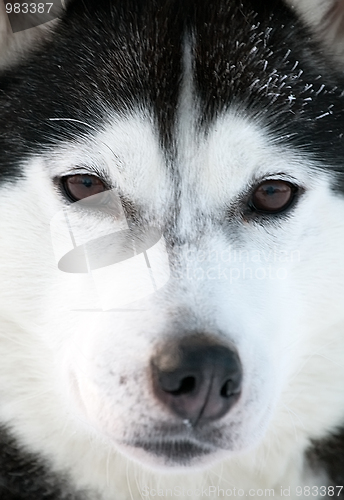 Image of Malamute sled dog