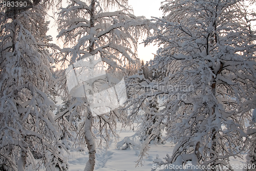 Image of winter tale