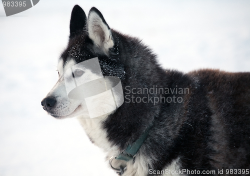 Image of sled dog