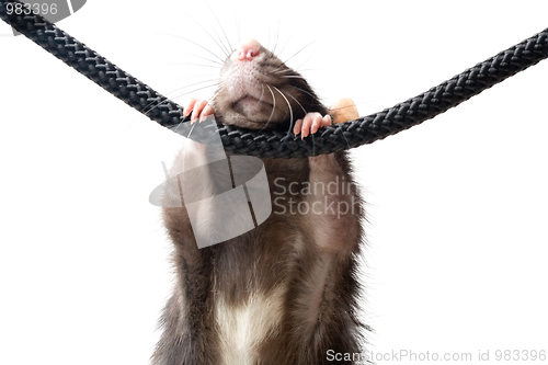 Image of grey rat on rope