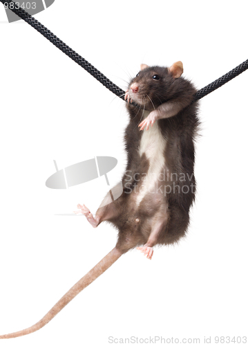 Image of grey rat on rope