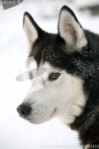 Image of Malamute dog