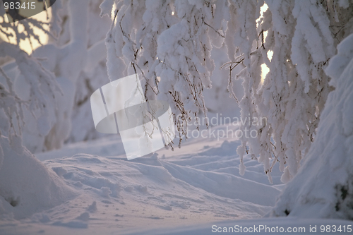 Image of winter closeup