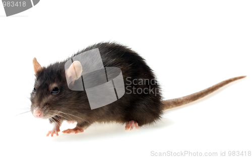 Image of grey rat