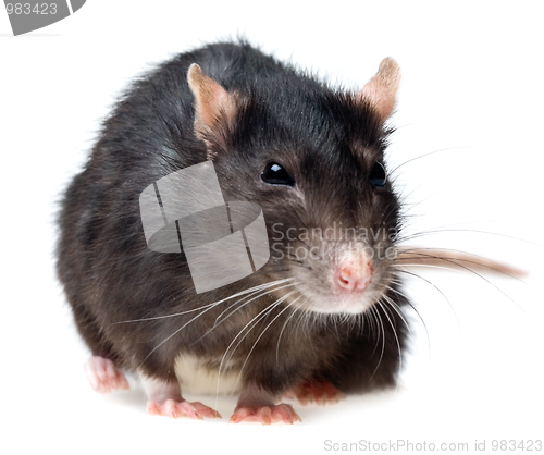 Image of grey rat closeup