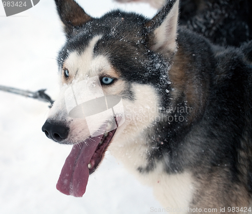 Image of husky sled dog