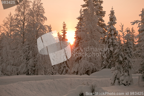 Image of sunset in winter forest