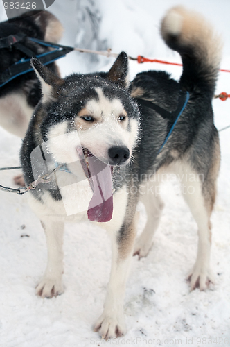 Image of husky dog