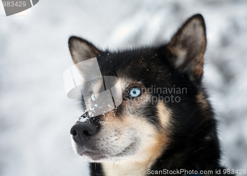 Image of blue-eyed dog