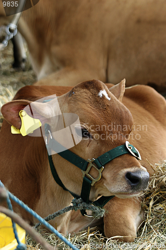 Image of Calf