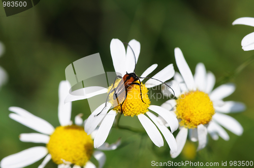 Image of beetle on camomile