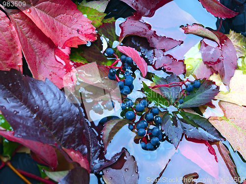 Image of Autumn Leaves