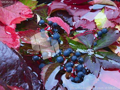 Image of Autumn Leaves