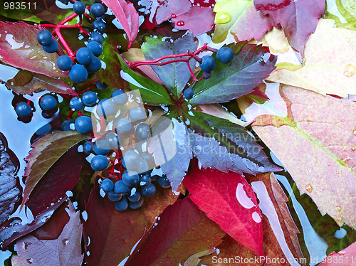 Image of Autumn Leaves