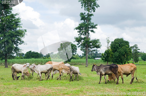 Image of Asian cows in the field