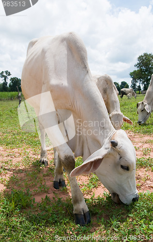 Image of Asian cows grassing