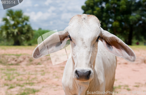 Image of Asian cow staring at you.