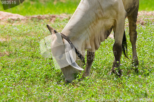 Image of Asian bull grassing in a field with flowers