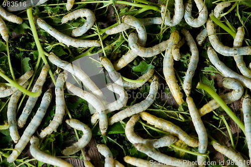 Image of Silk Worms